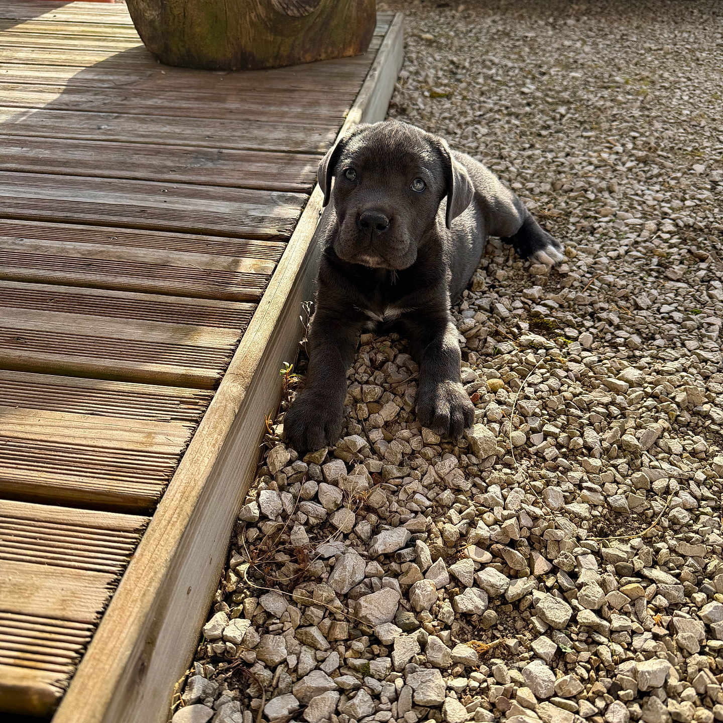 Alma participe au concours pour gagner de l'argent avec cette photo : animal, black_fur, canine, close_up, curious, cute, daylight, dog, domestic_animal, gravel, laying_down, nature, outdoor, pet, puppy, resting, small_dog, sunlight, wooden_deck, young_dog