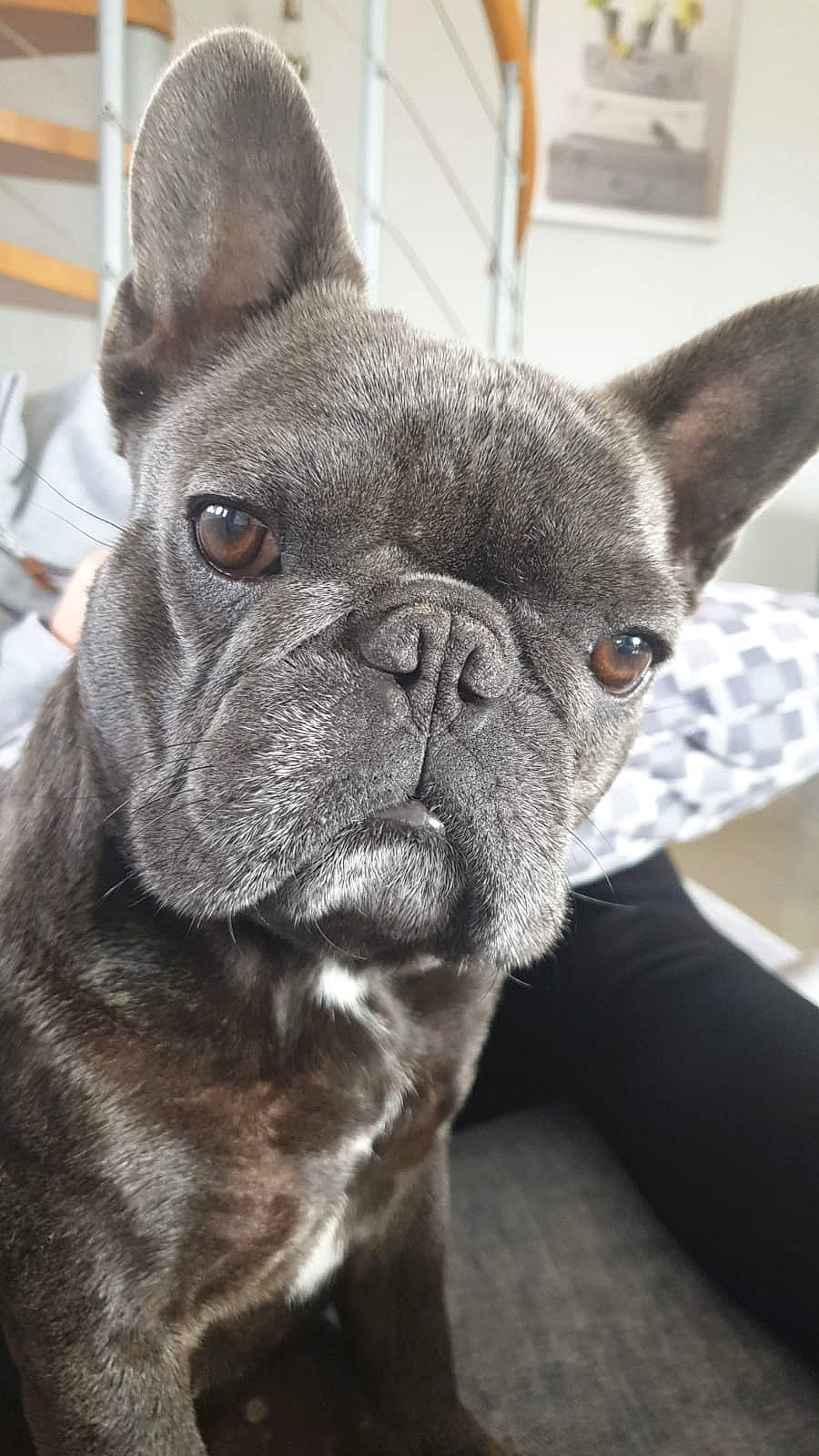 Mona a rejoint le concours — aidez-le/la à gagner de superbes lots ! bulldog, canidae, carnivore, companion_dog, dog, dog_breed, ear, fawn, french_bulldog, mammal, molosser, non_sporting_group, puppy, rare_breed_dog, snout, sporting_group, toy_bulldog, vertebrate, whiskers