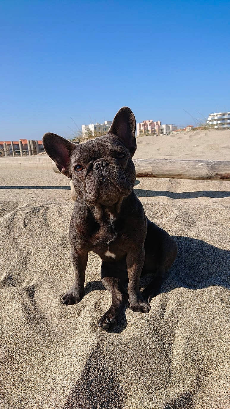 Mona a rejoint le concours — aidez-le/la à gagner de superbes lots ! canidae, carnivore, dog, dog_breed, fawn, french_bulldog, mammal, non_sporting_group, puppy, snout, sporting_group, vacation, vertebrate