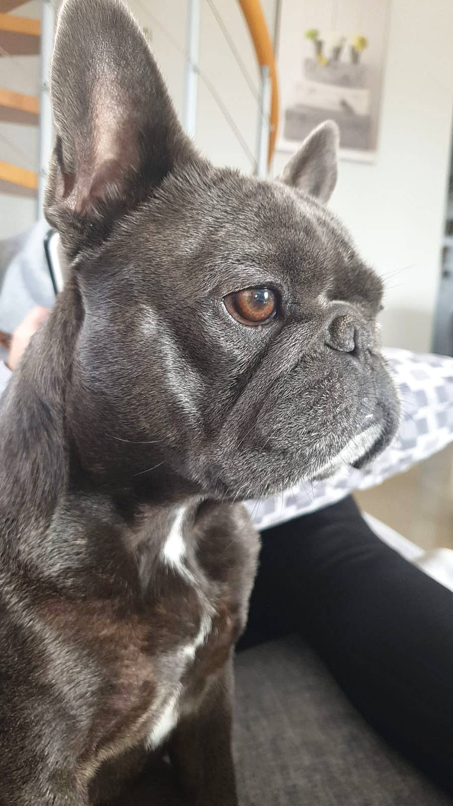 Mona a rejoint le concours — aidez-le/la à gagner de superbes lots ! boston_terrier, bulldog, canidae, carnivore, companion_dog, dog, dog_breed, ear, fawn, french_bulldog, mammal, molosser, non_sporting_group, puppy, rare_breed_dog, snout, toy_bulldog, vertebrate, whiskers