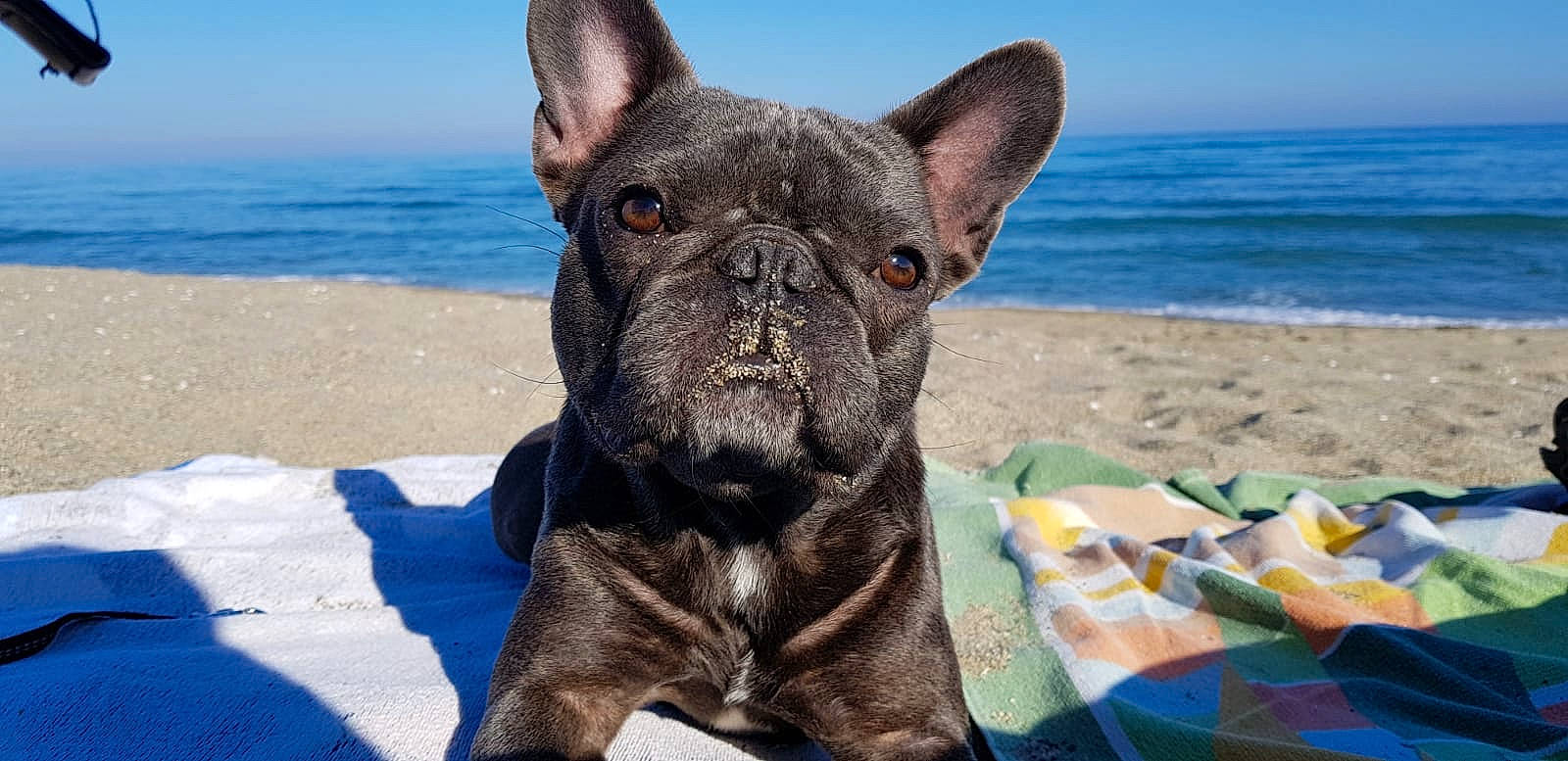 Mona a rejoint le concours — aidez-le/la à gagner de superbes lots ! ancient_dog_breeds, bulldog, canidae, carnivore, companion_dog, dog, dog_breed, fawn, french_bulldog, mammal, molosser, non_sporting_group, olde_english_bulldogge, rare_breed_dog, snout, toy_bulldog, vertebrate