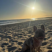 Kiara is registered to the contest to win money with this photo: animal, beach, canine, coast, dog, french_bulldog, happy, landscape, leash, nature, ocean, outdoor, pet, sand, sky, smiling, summer, sunlight, sunset, waves