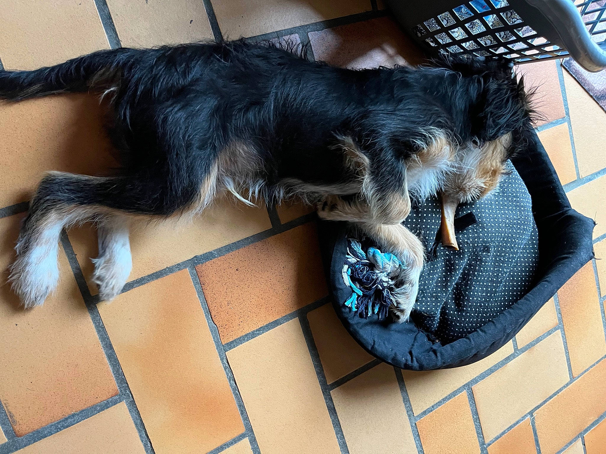 Twist a rejoint le concours — aidez-le/la à gagner de superbes lots ! canidae, carnivore, claw, comfort, companion_dog, dog, dog_breed, electric_blue, flooring, foot, fur, guard_dog, paw, small_to_medium_sized_cats, snout, sporting_group, tail, terrestrial_animal, whiskers, working_animal