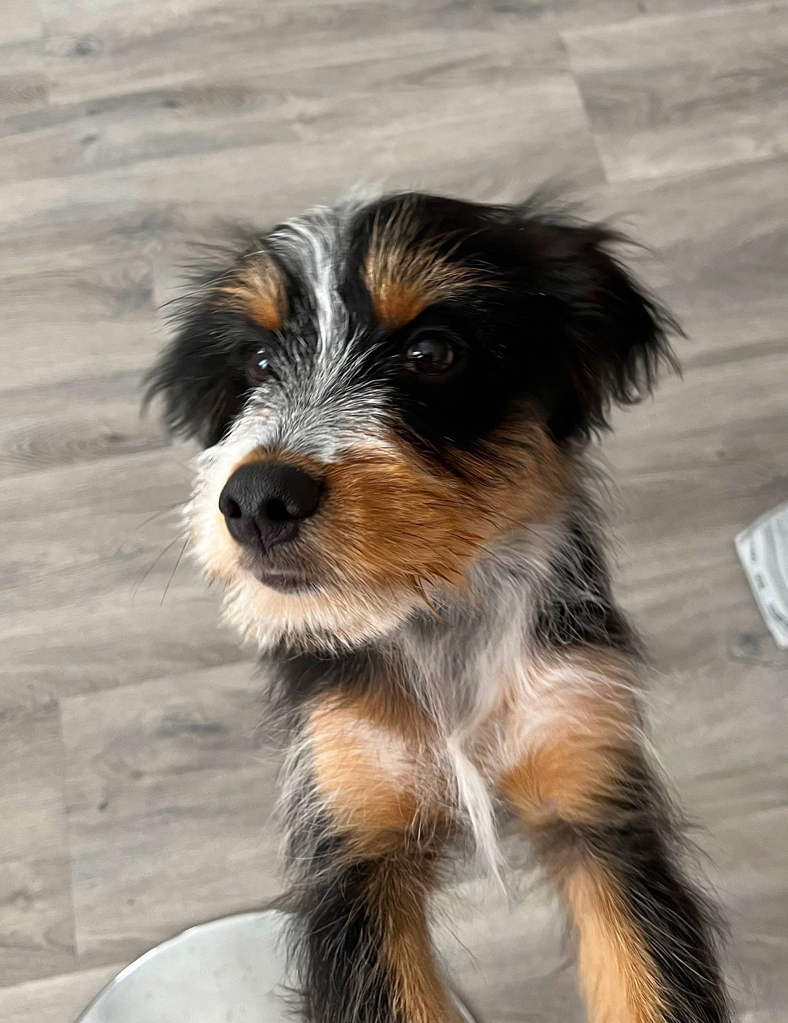 Twist participe au concours pour gagner de l'argent avec cette photo : canidae, carnivore, companion_dog, dog, dog_breed, fur, terrestrial_animal, terrier, working_dog