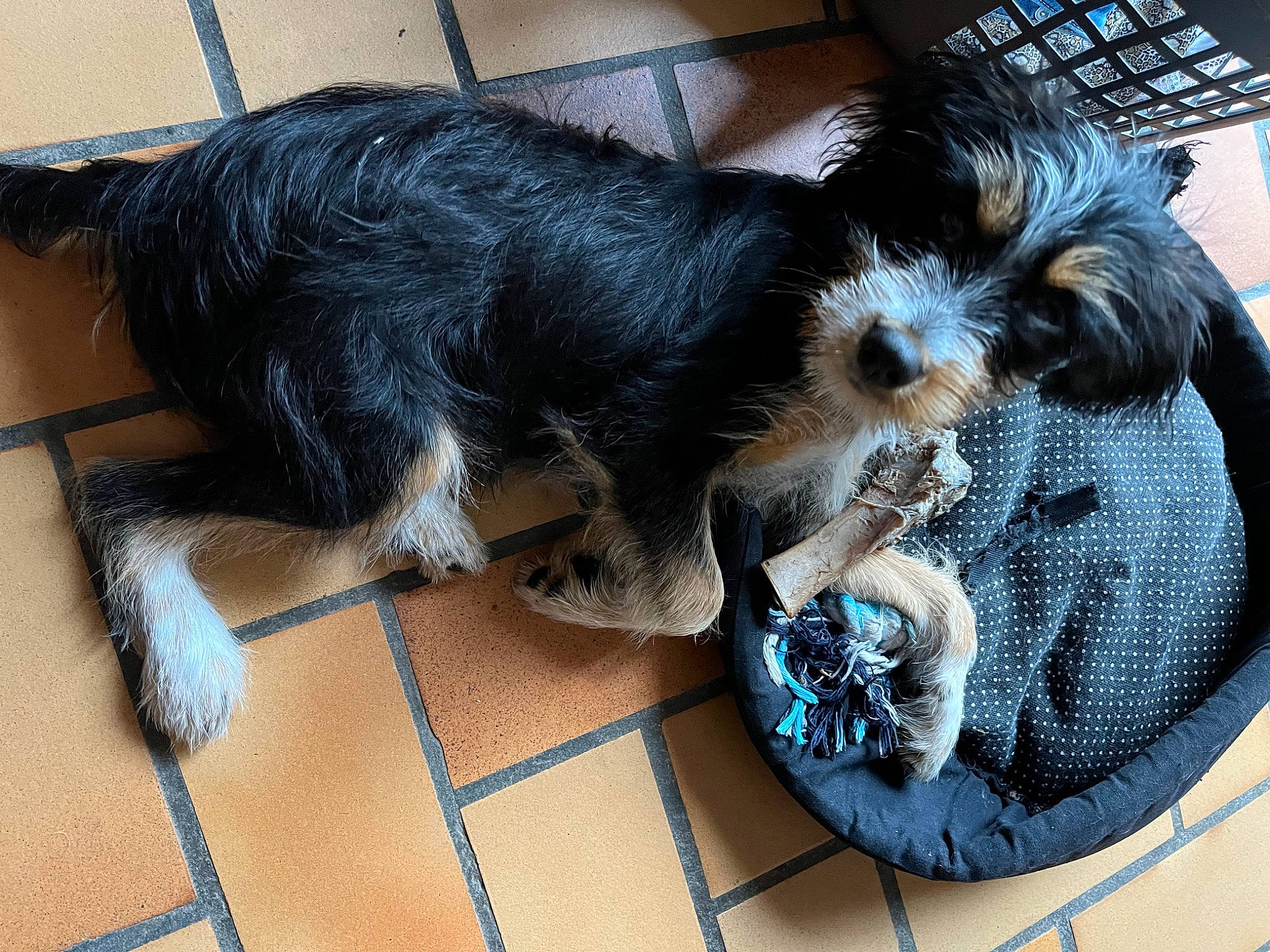 Twist participe au concours pour gagner de l'argent avec cette photo : blue, canidae, carnivore, companion_dog, dog, dog_bed, dog_breed, dog_crate, dog_supply, flooring, fur, pet_supply, puppy, small_terrier, snout, sporting_group, tail, terrier, toy_dog, working_animal