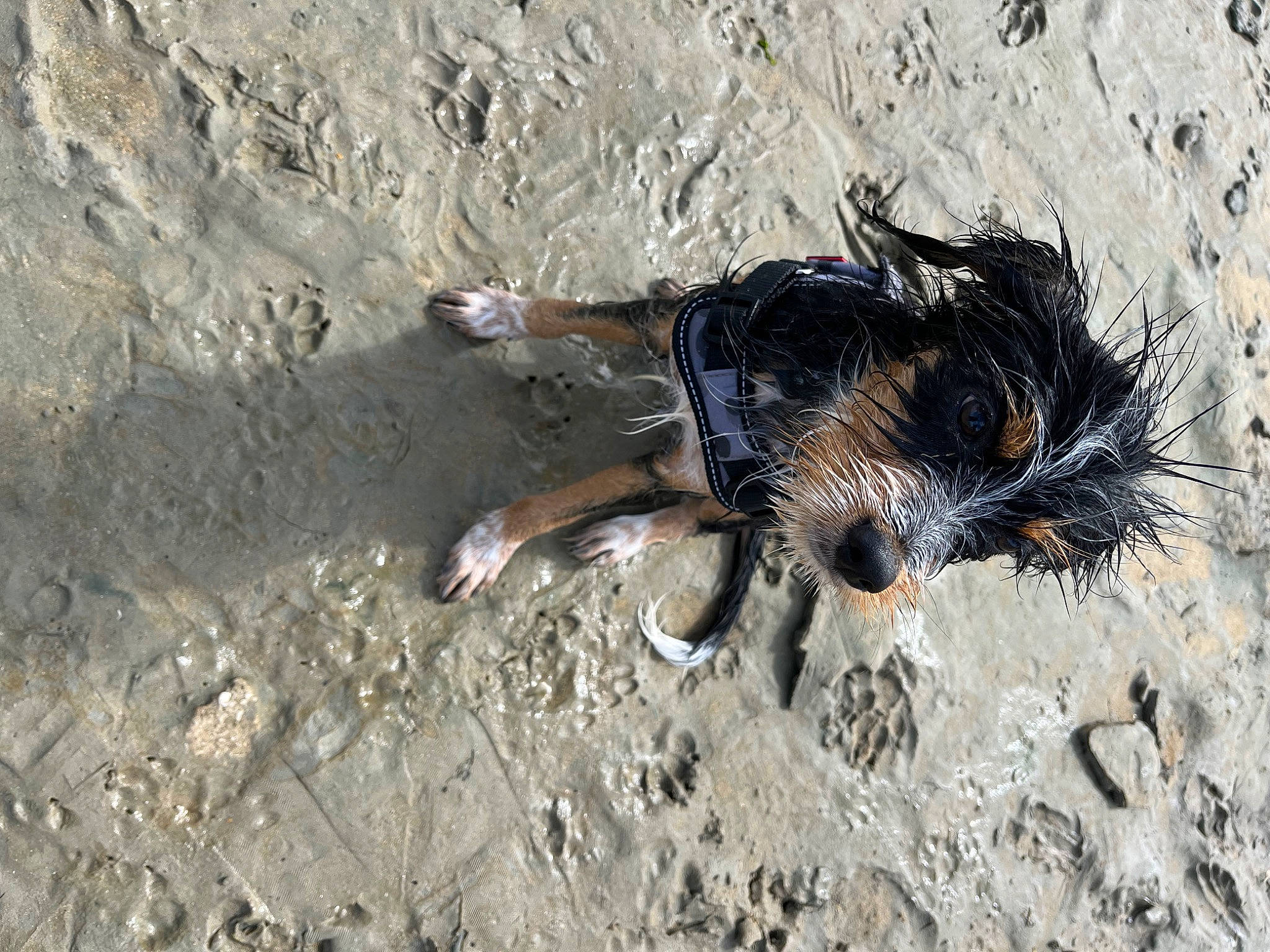 Twist participe au concours pour gagner de l'argent avec cette photo : arachnid, arthropod, blowflies, fly, insect, invertebrate, megachilidae, parasite, pest, sand, soil, tachinidae, tail, terrestrial_animal, wildlife