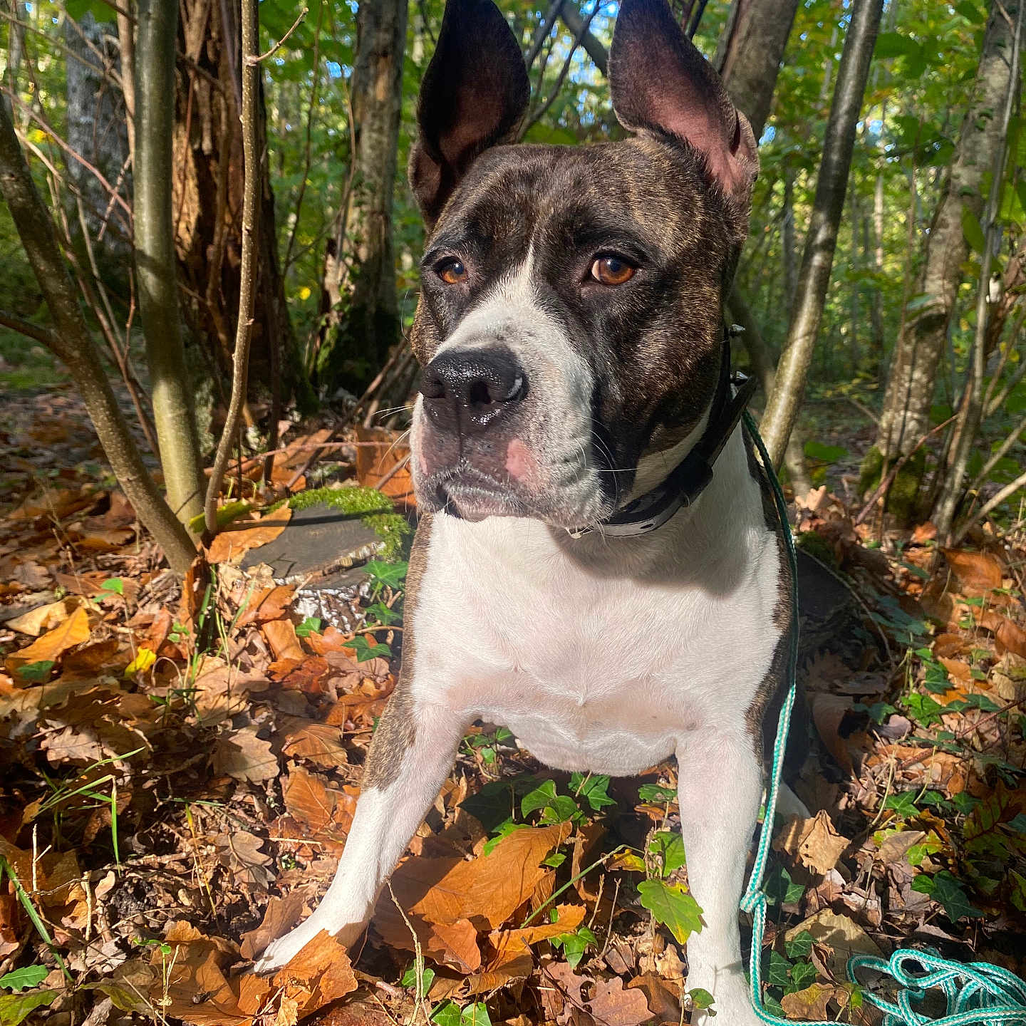 Bonita a rejoint le concours — aidez-le/la à gagner de superbes lots ! accessories, animal, bulldog, canine, dog, grass, grove, jungle, land, leaf, nature, outdoors, pet, plant, puppy, rainforest, soil, tree, vegetation, woodland