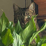 Baby joined the competition — help win amazing prizes! cat, tabby, plant, green_leaves, curious, indoor, pet, animal, feline, eyes, nature, leaf, close_up, background, wooden_furniture, home, hidden, peek, domestic_cat, quiet