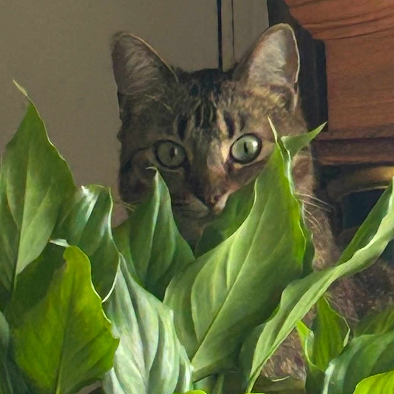 Baby joined the competition — help win amazing prizes! animal, background, cat, close_up, curious, domestic_cat, eyes, feline, green_leaves, hidden, home, indoor, leaf, nature, peek, pet, plant, quiet, tabby, wooden_furniture