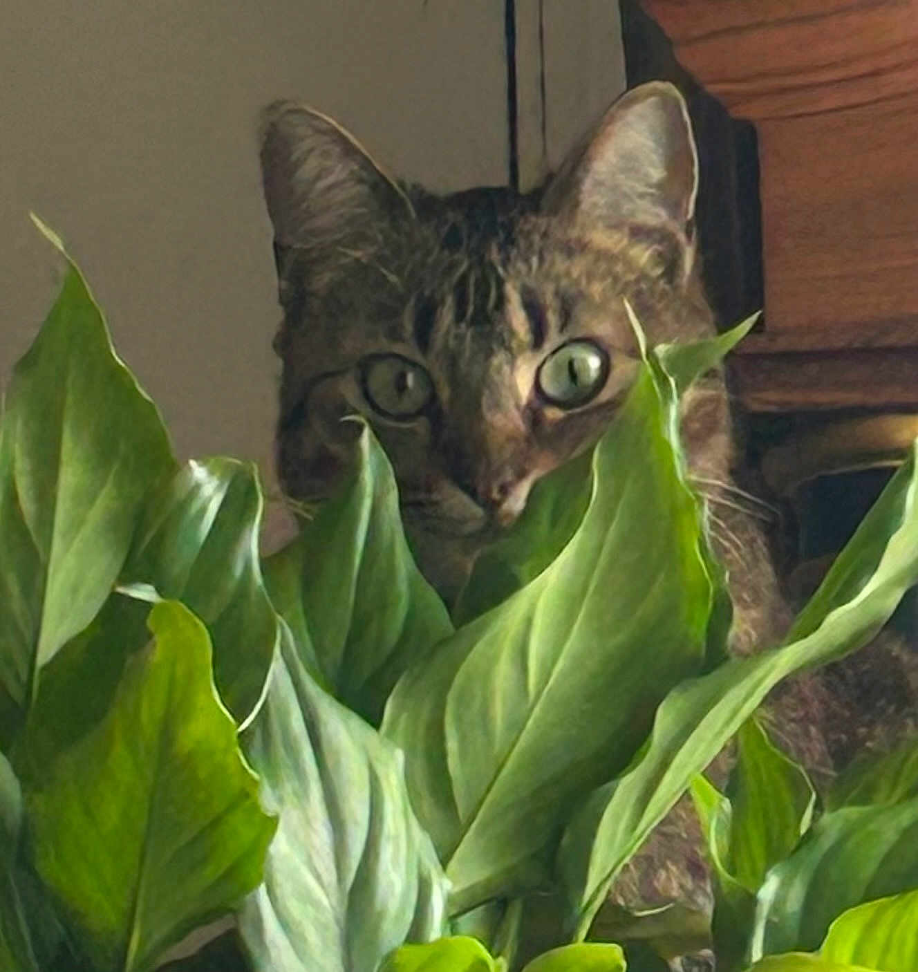 Baby joined the competition — help win amazing prizes! cat, tabby, plant, green_leaves, curious, indoor, pet, animal, feline, eyes, nature, leaf, close_up, background, wooden_furniture, home, hidden, peek, domestic_cat, quiet