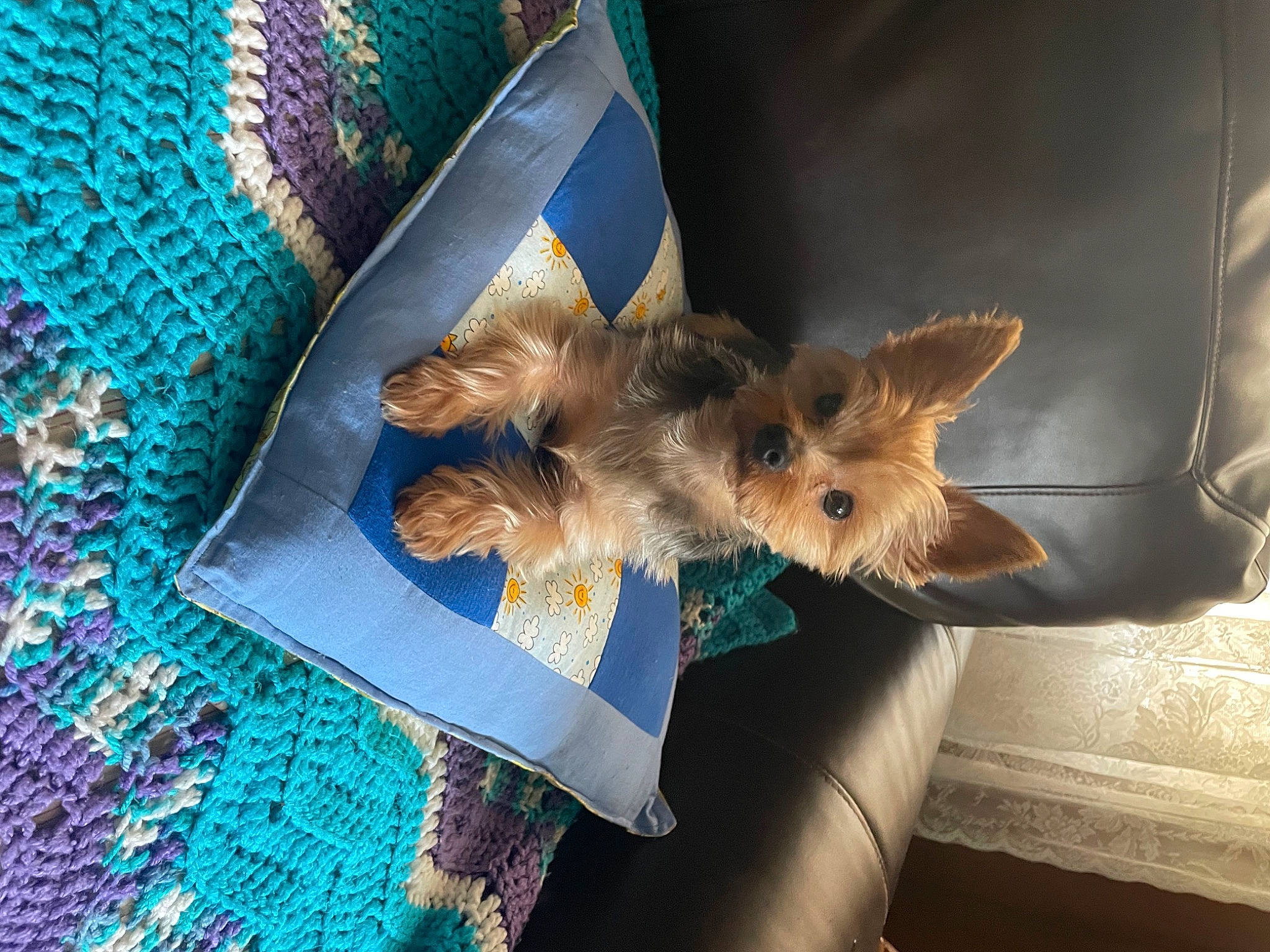 Lucy is registered to the contest to win money with this photo: blue, canidae, carnivore, companion_dog, dog, dog_breed, dog_supply, electric_blue, fashion_accessory, fawn, fur, linens, liver, mythical_creature, pattern, small_terrier, tail, terrier, toy_dog, yorkshire_terrier