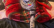 Jade is registered to the contest to win money with this photo: cat, tabby_cat, blanket, red_blanket, plaid_pattern, bed, black_bedspread, paw, collar, tag, indoor, feline, pet, resting, cozy, fur, striped, whiskers, relaxed, cute