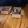 cat, tabby, cardboard_box, wooden_floor, couch, indoor, pet, collar, curious, feline, animal, domestic_cat, home, flooring, sitting, looking_up, empty_box, furniture, relaxed, cute