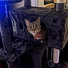 Jade is registered to the contest to win money with this photo: cat, tabby_cat, cat_tree, pet, indoor, furniture, cute, animal, curious, bow_tie, plush, home, wood_floor, toy, cozy, peek, playful, domestic_cat, pet_accessory, feline