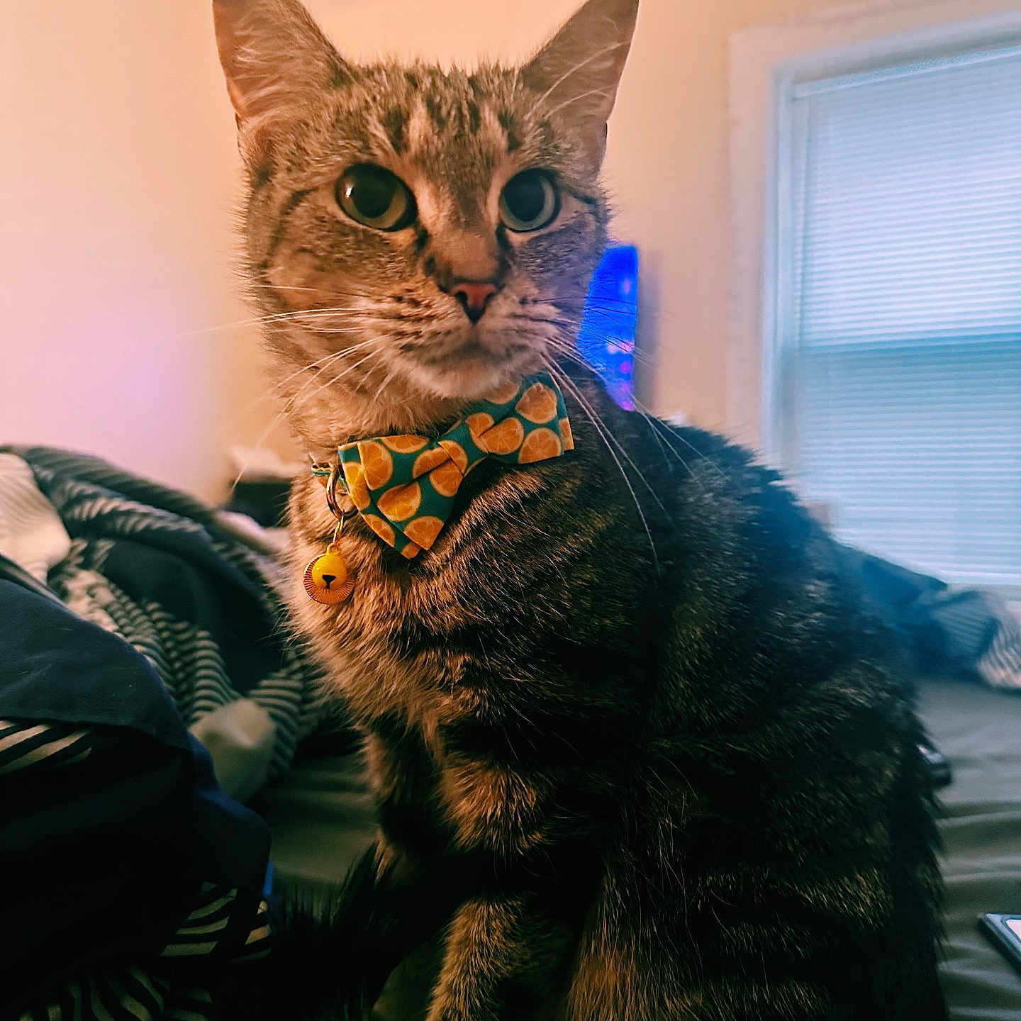 Jade joined the competition — help win amazing prizes! cat, tabby, bow_tie, bell, bed, blanket, indoor, pet, animal, feline, striped, whiskers, ears, window, soft_light, close_up, cute, domestic, relaxed, cozy