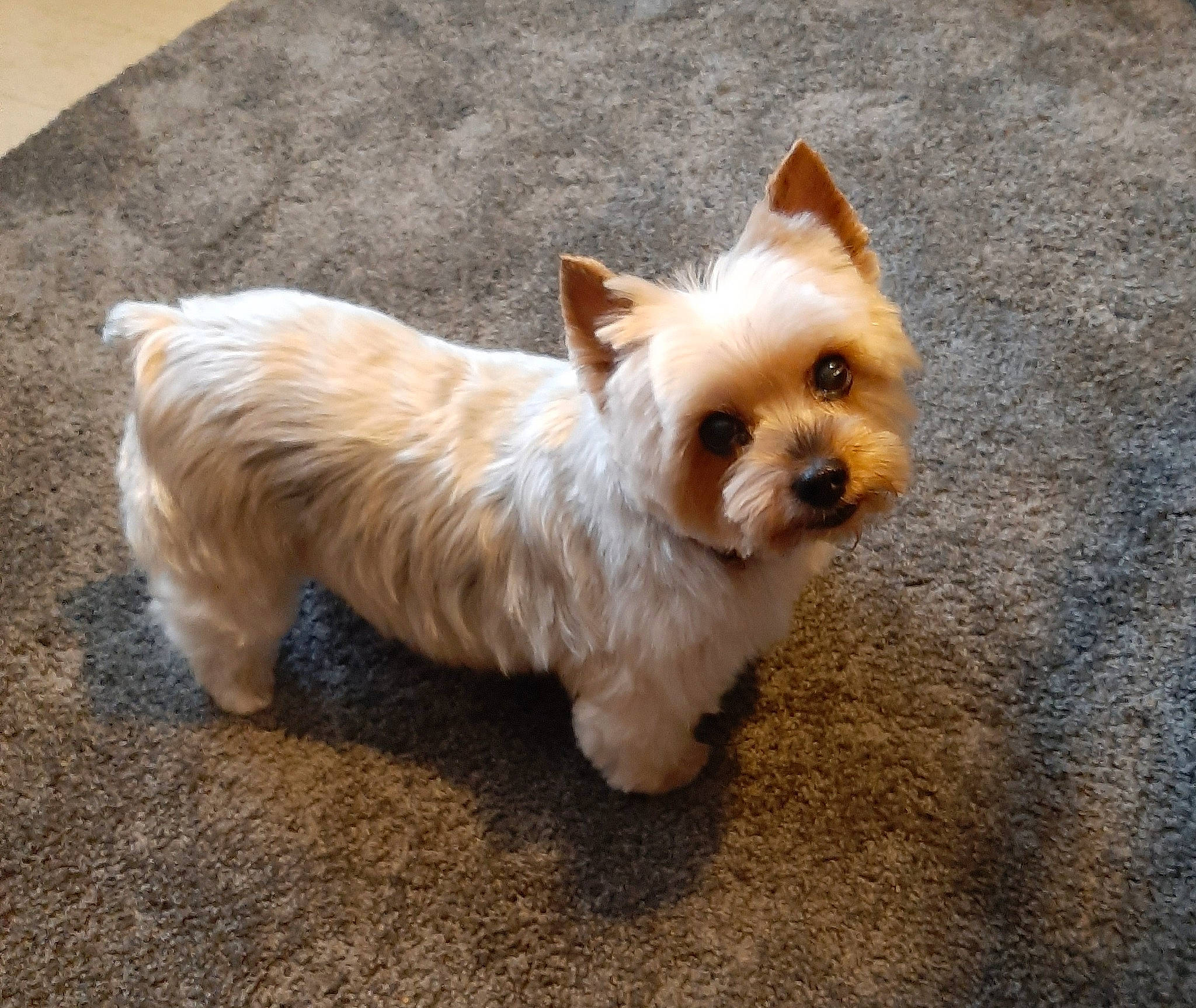 Luna a rejoint le concours — aidez-le/la à gagner de superbes lots ! canidae, carnivore, companion_dog, dog, dog_breed, dog_supply, fawn, fur, grass, small_terrier, snout, sporting_group, tail, terrestrial_animal, terrier, toy_dog, whiskers, windscreen_wiper, working_animal, yorkshire_terrier