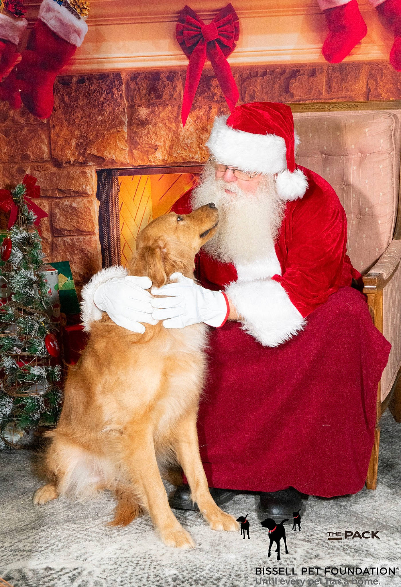 Ducky is registered to the contest to win money with this photo: art, beard, carnivore, christmas, christmas_decoration, christmas_eve, christmas_tree, companion_dog, dog, event, fawn, fictional_character, fur, hat, holiday, interior_design, lap, red, room, santa_claus