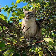 Blanche participe au concours pour gagner de l'argent avec cette photo : cat, tree, leaves, greenery, outdoor, nature, animal, pet, blue_sky, branch, fur, whiskers, eyes, sunlight, daylight, garden, curious, mammal, climbing, flora
