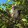 cat, tree, leaves, greenery, outdoor, nature, animal, pet, blue_sky, branch, fur, whiskers, eyes, sunlight, daylight, garden, curious, mammal, climbing, flora