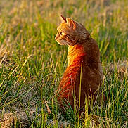 Izzy a rejoint le concours — aidez-le/la à gagner de superbes lots ! cat, ginger_cat, grass, outdoor, sunlight, nature, animal, field, serene, peaceful, feline, pet, sunset, wildlife, mammal, sitting, profile, fur, daylight, environment