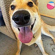 Chelsea is registered to the contest to win money with this photo: dog, tongue, close_up, happy, pet, animal, floor, wicker_chair, toy_box, playful, sitting, paw, nose, mouth, fur, eyes, indoor, smiling, canine, cute