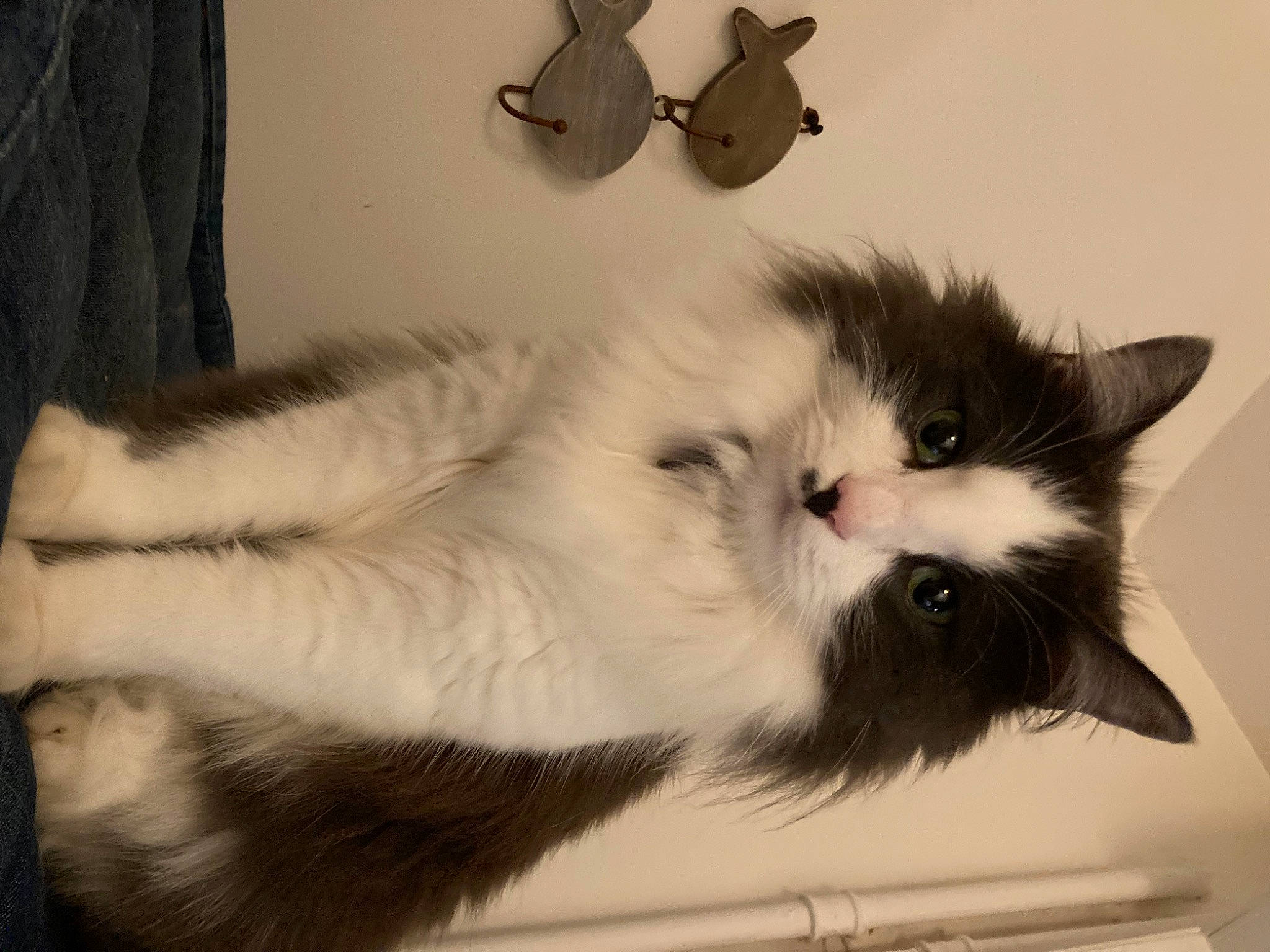 Rey a rejoint le concours — aidez-le/la à gagner de superbes lots ! art, british_longhair, carnivore, cat, claw, comfort, felidae, fur, paw, ragdoll, small_to_medium_sized_cats, snout, tail, whiskers