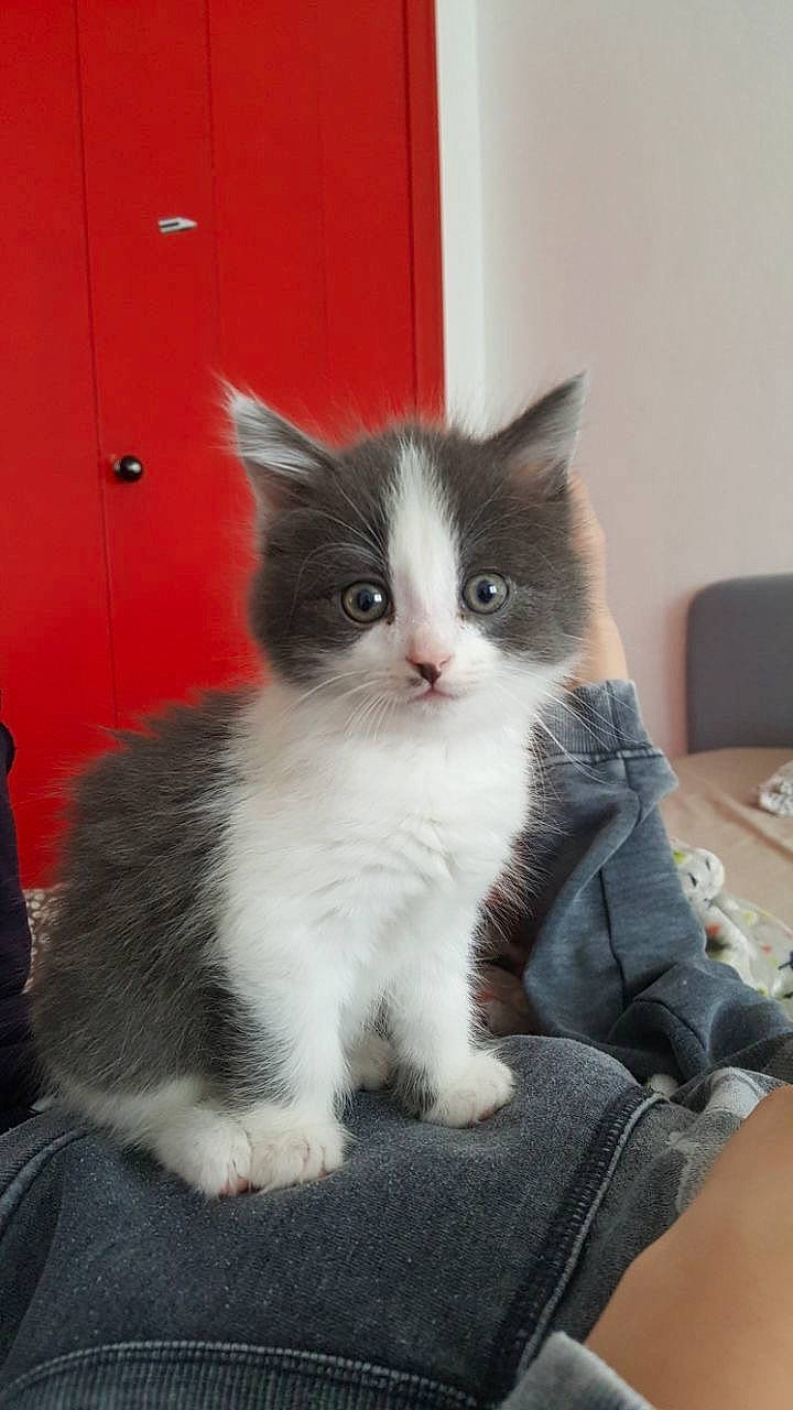 Rey a rejoint le concours — aidez-le/la à gagner de superbes lots ! british_semi_longhair, carnivore, cat, domestic_long_haired_cat, domestic_short_haired_cat, felidae, kitten, mammal, norwegian_forest_cat, polydactyl_cat, ragamuffin, ragdoll, small_to_medium_sized_cats, vertebrate, whiskers