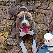 Skoll participe au concours pour gagner de l'argent avec cette photo : dog, tongue_out, pavement, sunlight, shadow, leash, cup, outdoor, pet, happy, resting, brown_and_white, short_hair, animal, canine, playful, summer, close_up, smiling, relaxed
