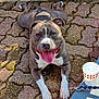 dog, tongue_out, pavement, sunlight, shadow, leash, cup, outdoor, pet, happy, resting, brown_and_white, short_hair, animal, canine, playful, summer, close_up, smiling, relaxed