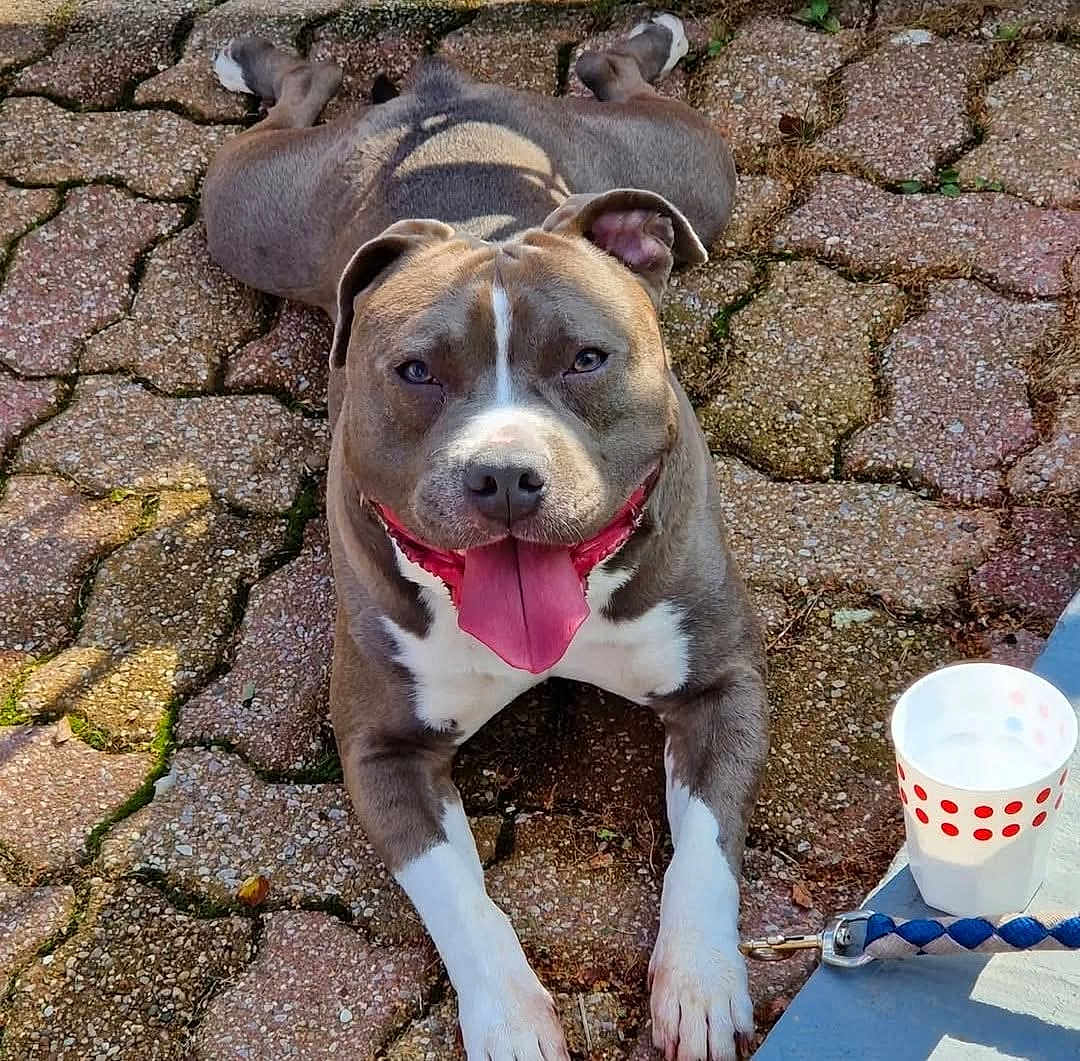 Skoll participe au concours pour gagner de l'argent avec cette photo : dog, tongue_out, pavement, sunlight, shadow, leash, cup, outdoor, pet, happy, resting, brown_and_white, short_hair, animal, canine, playful, summer, close_up, smiling, relaxed