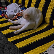 Bones is registered to the contest to win money with this photo: cat, white_cat, knitted_blanket, striped_blanket, yellow, black, couch, furniture, towel, blanket, pillow, indoor, pet, grooming, sitting, cozy, furry, animal, relaxing, home