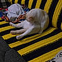 cat, white_cat, knitted_blanket, striped_blanket, yellow, black, couch, furniture, towel, blanket, pillow, indoor, pet, grooming, sitting, cozy, furry, animal, relaxing, home