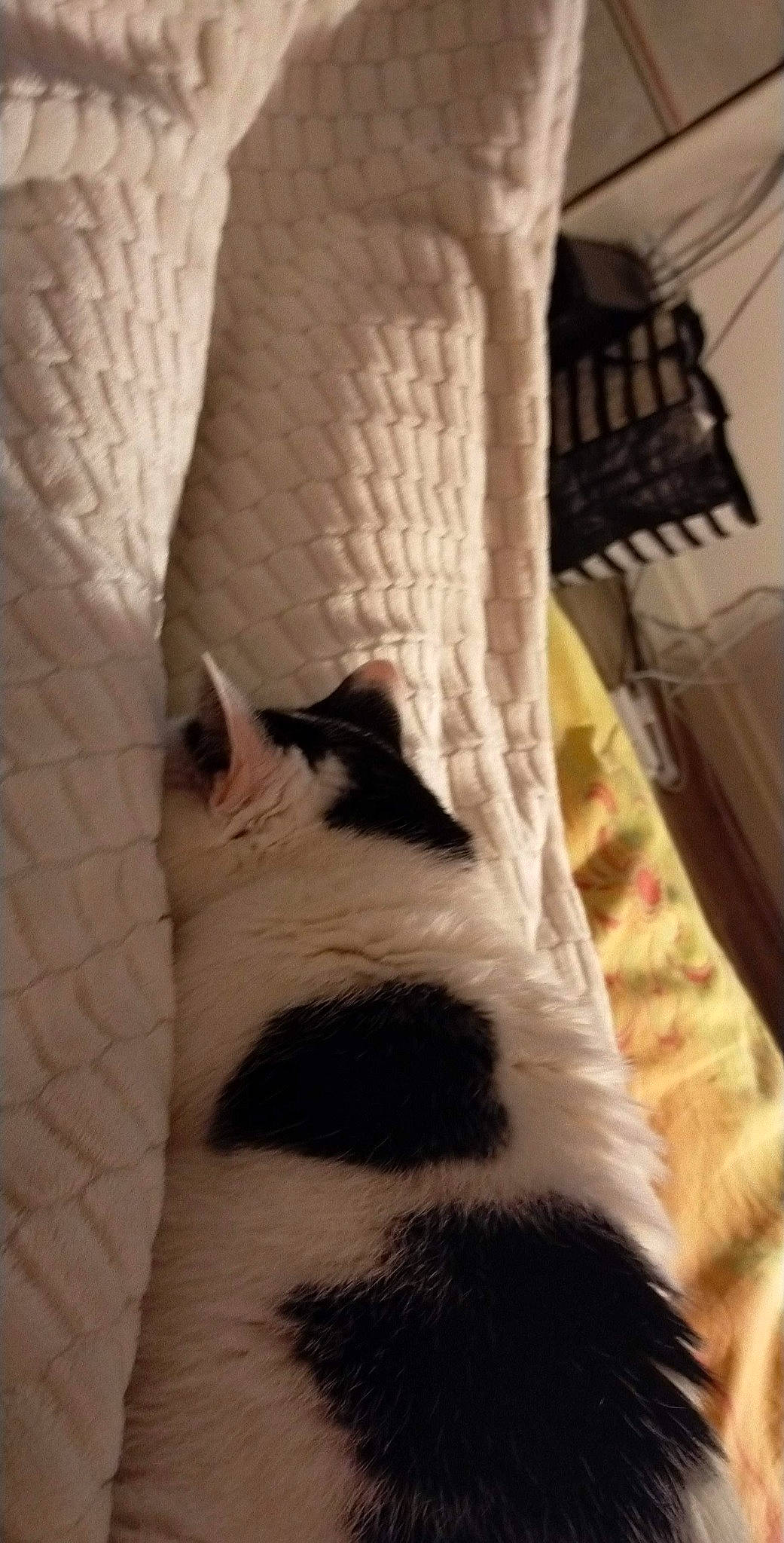 Julia participe au concours pour gagner de l'argent avec cette photo : bedding, carnivore, cat, comfort, companion_dog, domestic_short_haired_cat, fawn, felidae, flooring, fur, human_leg, linens, pattern, room, small_to_medium_sized_cats, tail, textile, throw_pillow, whiskers, wood