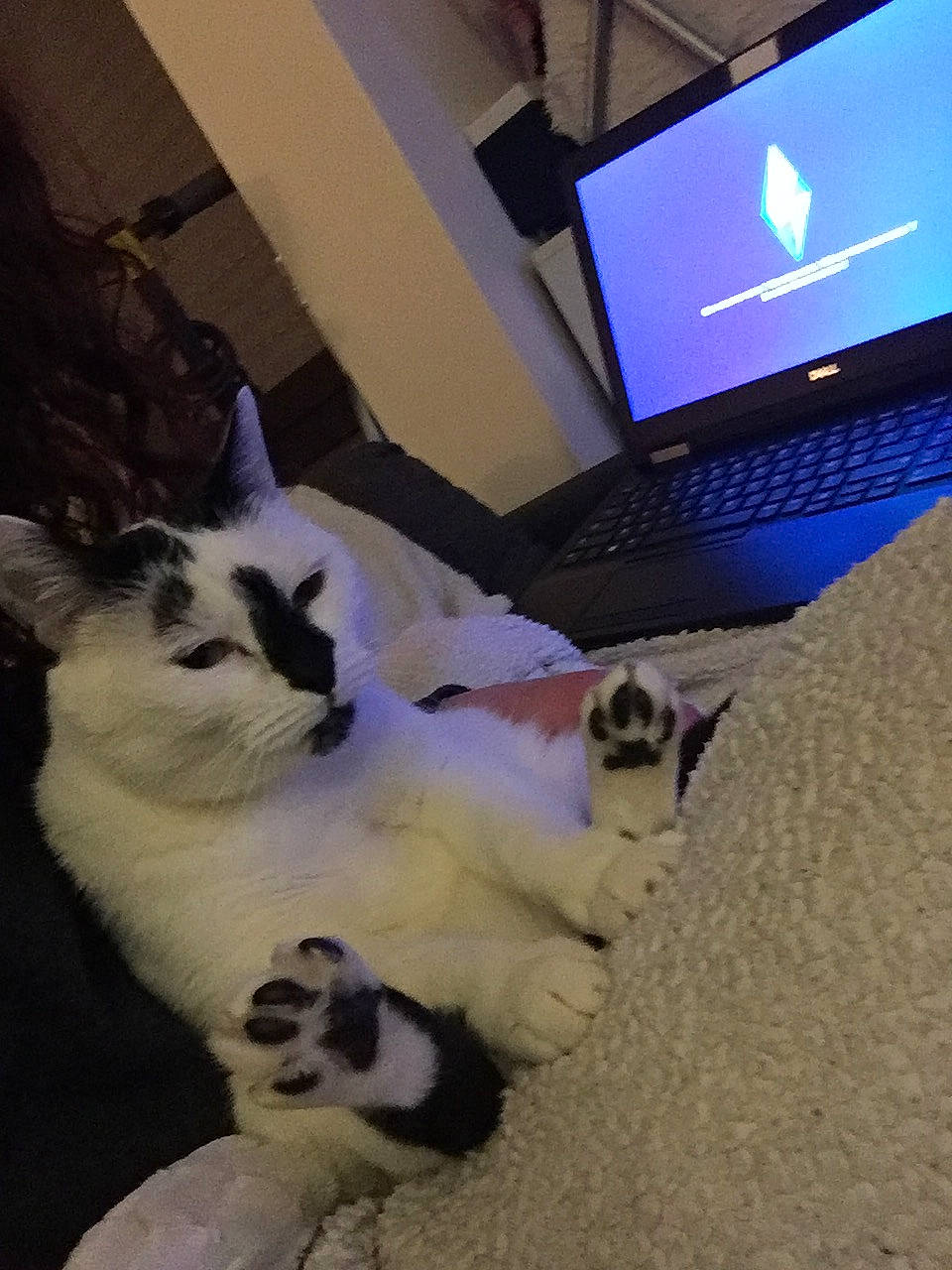 Julia participe au concours pour gagner de l'argent avec cette photo : carnivore, cat, comfort, computer, computer_hardware, computer_keyboard, eye, felidae, flooring, input_device, laptop, netbook, output_device, peripheral, personal_computer, small_to_medium_sized_cats, space_bar, tail, touchpad, whiskers