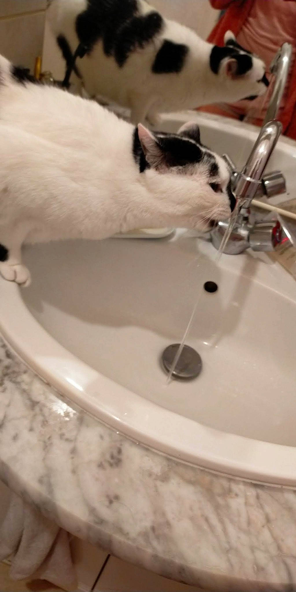 Julia participe au concours pour gagner de l'argent avec cette photo : bathroom, bathroom_sink, black, carnivore, cat, ceramic, felidae, flooring, fluid, household_supply, liquid, plumbing, plumbing_fixture, sink, small_to_medium_sized_cats, tail, tap, water, whiskers, white