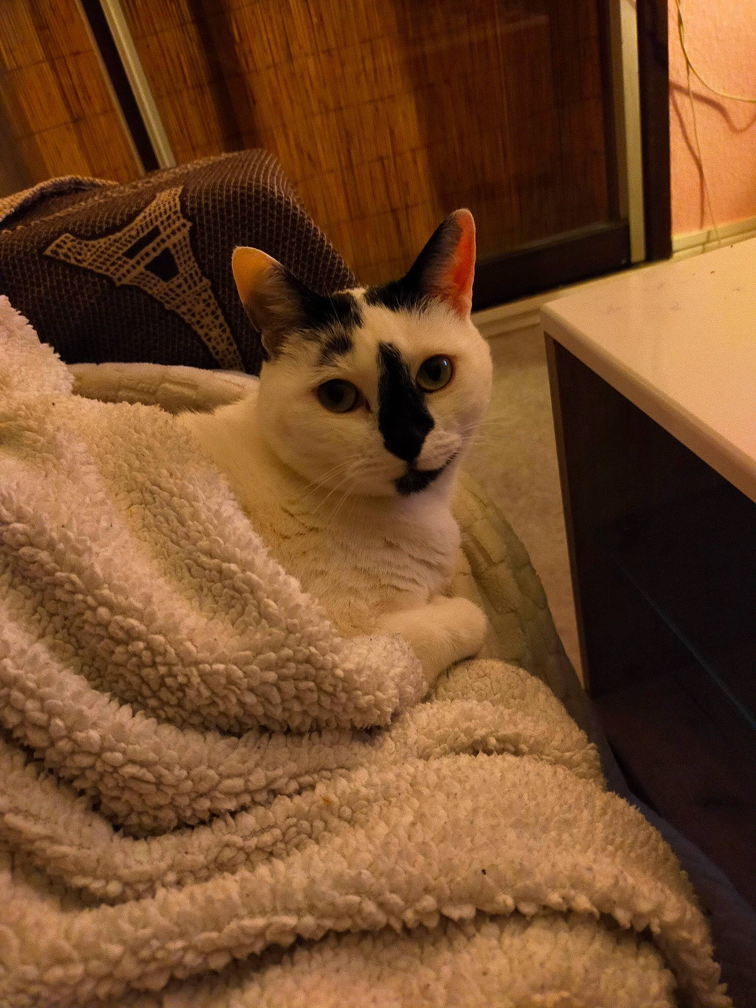 Julia participe au concours pour gagner de l'argent avec cette photo : box, carnivore, cat, cat_bed, cat_supply, comfort, domestic_short_haired_cat, door, fawn, felidae, fur, paw, sitting, small_to_medium_sized_cats, snout, tail, terrestrial_animal, whiskers, wood