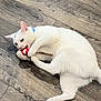 animal, bite, cat, collar, cute, domestic, feline, flooring, fur, indoor, mammal, paws, pet, playful, resting, striped_toy, toy, white_cat, wooden_floor, young_cat