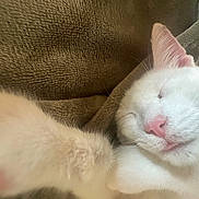 Riley is registered to the contest to win money with this photo: cat, white_cat, close_up, sleeping, paw, pink_nose, fur, blanket, cozy, relaxation, pet, animal, indoor, cute, whiskers, face, soft, resting, domestic_cat, nap