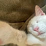 cat, white_cat, close_up, sleeping, paw, pink_nose, fur, blanket, cozy, relaxation, pet, animal, indoor, cute, whiskers, face, soft, resting, domestic_cat, nap