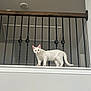 Riley joined the competition — help win amazing prizes! cat, white_cat, indoor, railing, metal_bars, curious, pet, animal, feline, looking, alert, home, ledging, standing, ears_up, tail, wall, ceiling, doorway, quiet