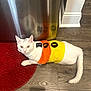 Riley is registered to the contest to win money with this photo: animal, appliance, cat, colorful_clothing, curious, cute, floor, indoor, kitchen, looking_up, orange, pet, red_rug, rug, stainless_steel, sweater, white, white_cat, wood_floor, yellow