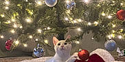 Riley is registered to the contest to win money with this photo: animal, cat, celebration, christmas, christmas_ornaments, christmas_tree, cute, decorations, festive, holiday_decor, holiday_season, home, indoor, pet, playing_cat, red_ornaments, silver_ornaments, tree_lights, tree_skirt, white_cat