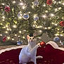 animal, cat, celebration, christmas, christmas_ornaments, christmas_tree, cute, decorations, festive, holiday_decor, holiday_season, home, indoor, pet, playing_cat, red_ornaments, silver_ornaments, tree_lights, tree_skirt, white_cat