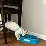 cat, white_cat, harness, food_bowl, blue_bowl, wooden_floor, chair, indoor, pet, curious, animal, feline, domestic, floor, feeding, side_view, wall, household, kitten, young_cat