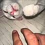 Riley is registered to the contest to win money with this photo: kitten, cat, white_cat, paw, teeth, pink_nose, hand, bed_sheet, playful, pet, animal, fur, close_up, indoor, cute, feline, whiskers, claws, resting, young_cat