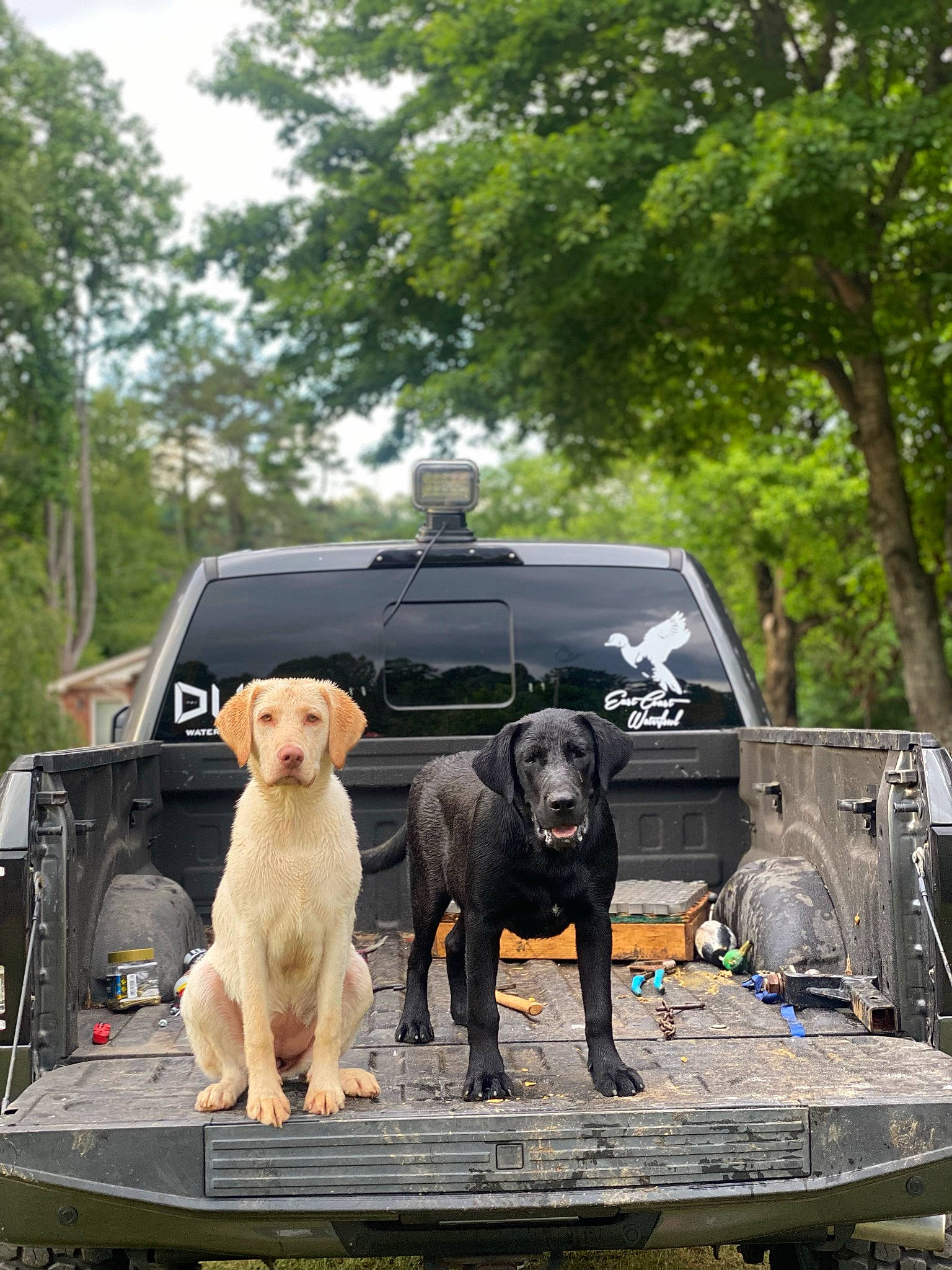 Luna is registered to the contest to win money with this photo: asphalt, automotive_exterior, bumper, canidae, carnivore, companion_dog, dog, dog_breed, dog_collar, fawn, gun_dog, leisure, motor_vehicle, recreation, sky, sporting_group, tire, tree, vehicle, working_animal