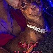 Babygirl is registered to the contest to win money with this photo: animal, animal_portrait, blue_light, close_up, companion, cozy, cute, dim_light, dog, ear, furry, indoor, looking_at_camera, necklace, pearl_necklace, pet, portrait, purple_light, small_dog, text_overlay