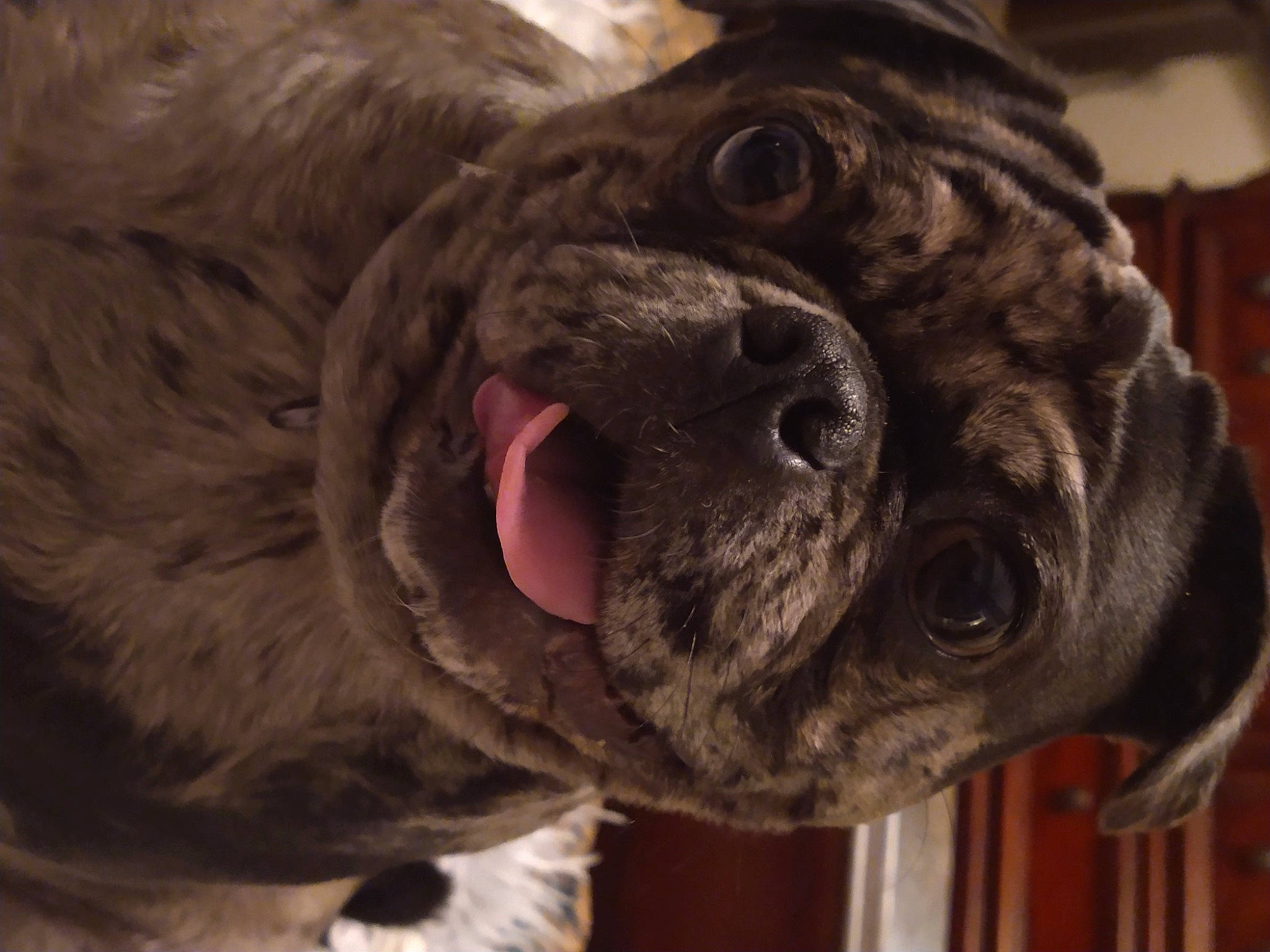 Pebbles joined the competition — help win amazing prizes! ancient_dog_breeds, biting, canidae, carnivore, collar, companion_dog, dog, dog_breed, dog_collar, ear, fawn, fur, giant_dog_breed, liver, snout, sporting_group, terrestrial_animal, whiskers, working_animal, wrinkle