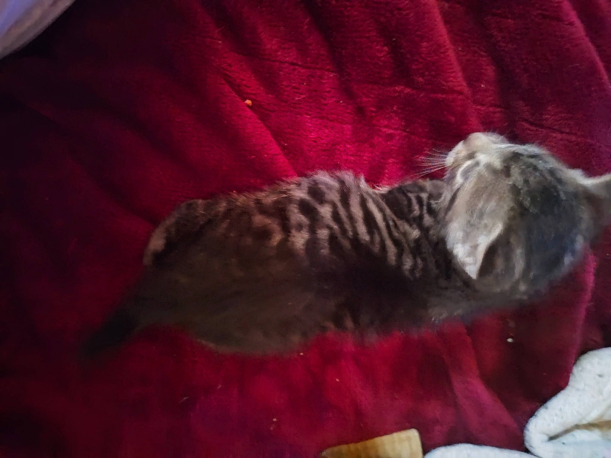 Oliver joined the competition — help win amazing prizes! carnivore, cat, cat_bed, claw, comfort, dog_breed, domestic_short_haired_cat, felidae, fur, linens, nap, paw, sleep, small_to_medium_sized_cats, snout, sporting_group, tail, terrestrial_animal, whiskers, wildlife