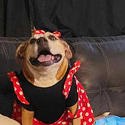 Fiona is registered to the contest to win money with this photo: dog, pet, dress, polka_dot, red, black, couch, indoor, happy, smiling, bow, clothing, canine, animal, domestic_animal, sitting, furniture, cute, playful, companion